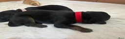 Labrador Retriever dogs for sale: KC Registered Labrador Puppies - Advert 11