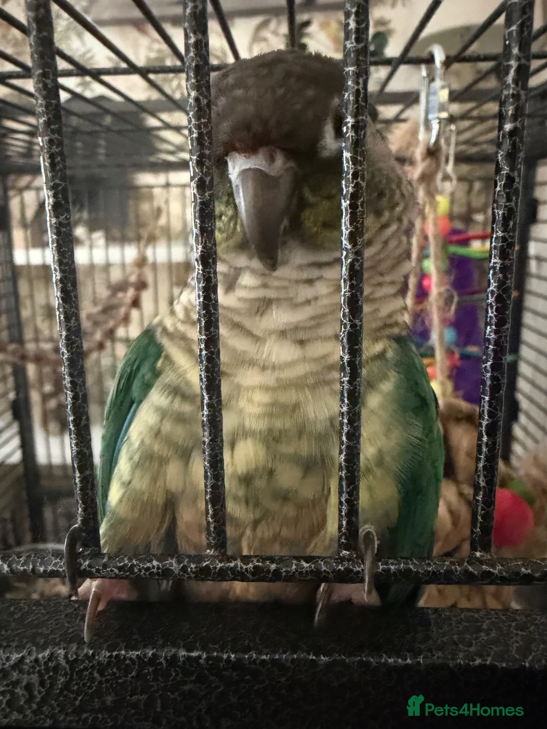 Conures birds for sale: Turquoise yellow sided conure - Advert 3
