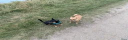 Chihuahua dogs for sale: 2x male Jack Russell and chihuahua crosses  - Advert 5
