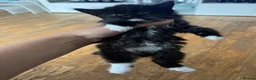 Mixed Breed cats for sale: 5 cute kittens for sale 🐾🐾🥹 - Advert 6