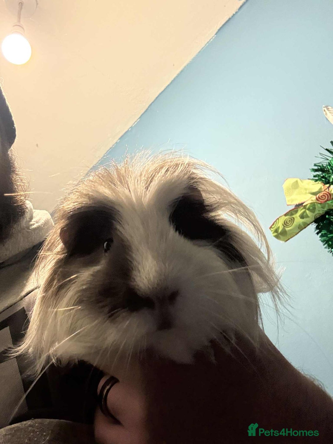 Guinea Pig rodents for sale: 2 guinea pigs - Advert 4