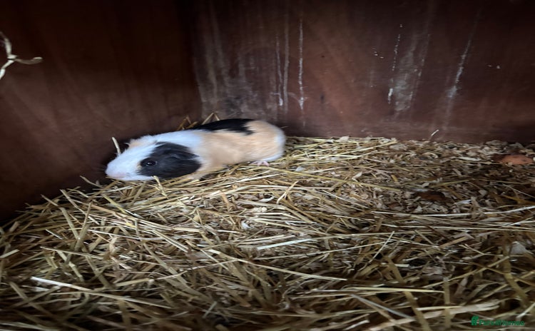 Guinea Pig rodents - Advert 1