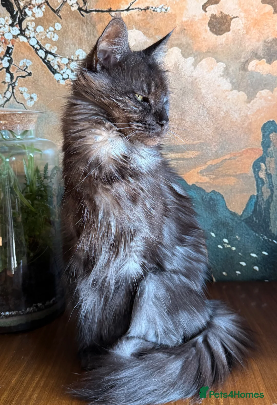 Maine Coon cats for sale: Maine Coon  - Advert 2