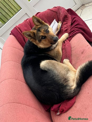 German Shepherd dogs Adorable 6-Week-Old Puppy Look Her Forever Home! - Advert 1