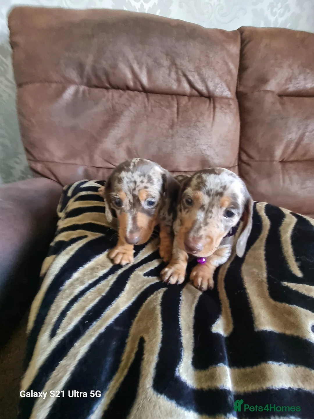 Miniature Dachshund dogs for sale: Miniature dachshund  - Advert 3