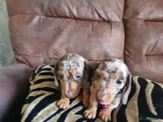 Miniature Dachshund dogs Miniature dachshund - Advert 6