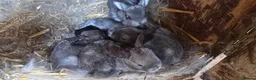 Rex rabbits for sale: 5 three and half week old chinchilla mini rex - Advert 8