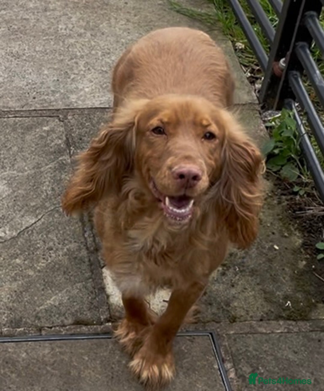 Cocker Spaniel dogs for sale: KC registered health tested adult bitch  - Image 2