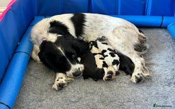Sprocker dogs for sale: Working Sprocker Pups   - Image 1