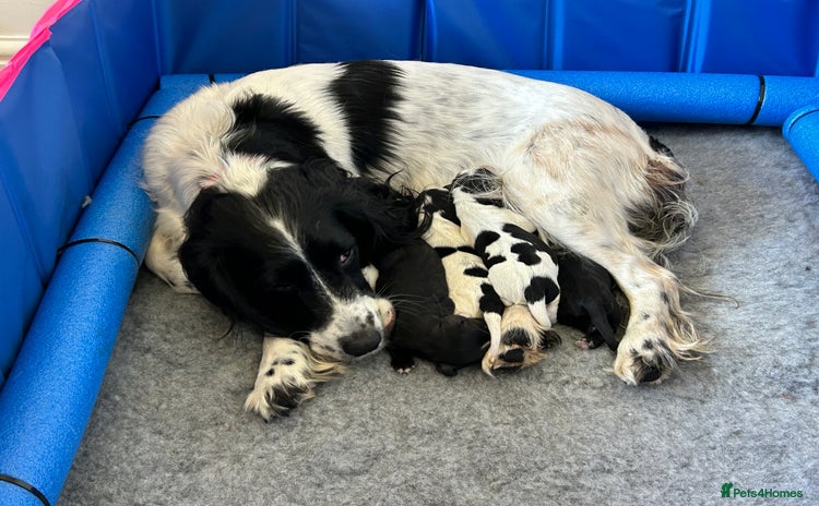 Sprocker dogs - Advert 2