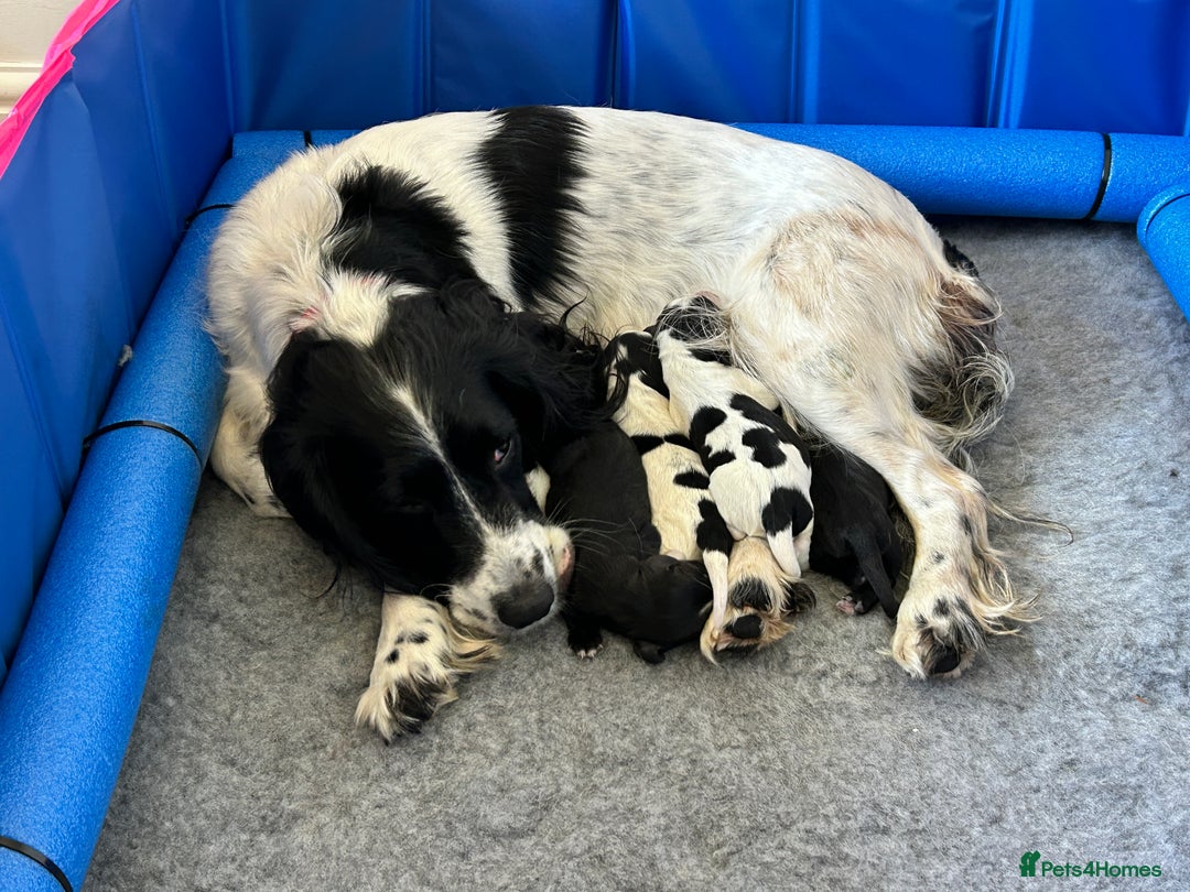 Sprocker dogs for sale: Working Sprocker Pups   - Image 1