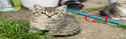 European cats for sale: 3 kittens for sale - Advert 12