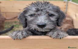 Bedlington Terrier dogs for sale: Bedlington terriers - working stock - Image 13