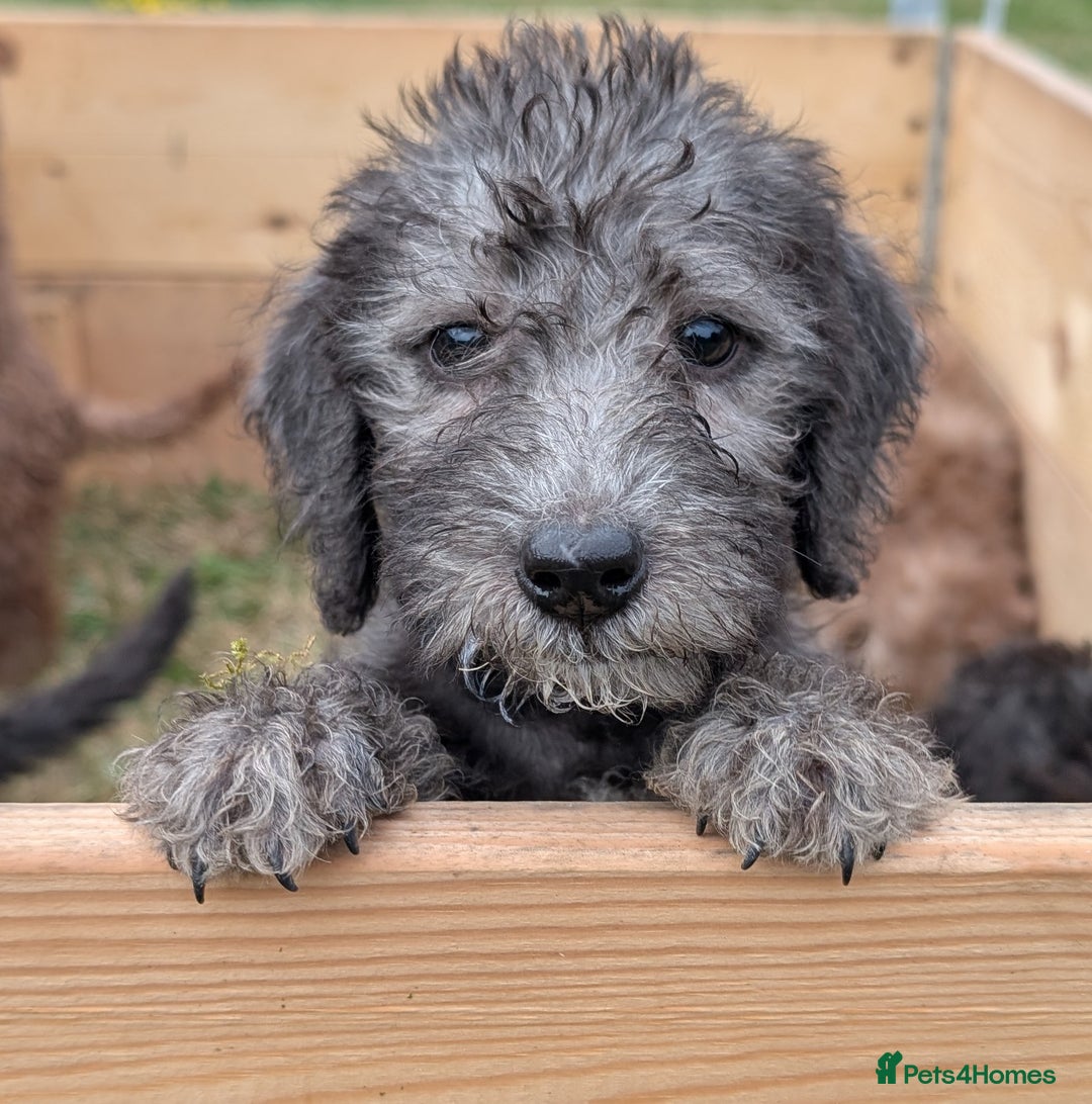 Bedlington Terrier dogs for sale: Bedlington terriers - working stock - Image 13