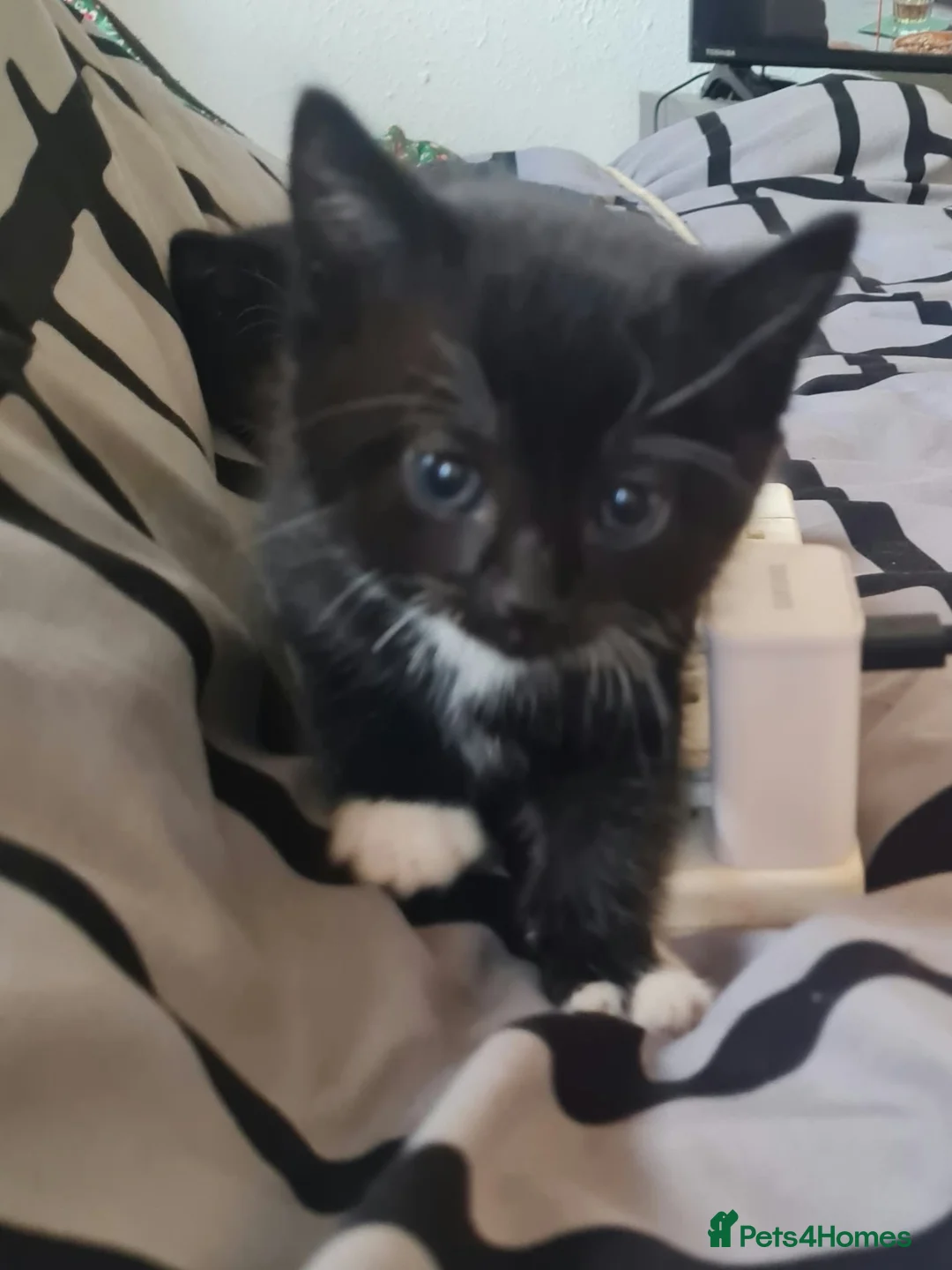 Mixed Breed cats for sale: Kittens - Advert 2