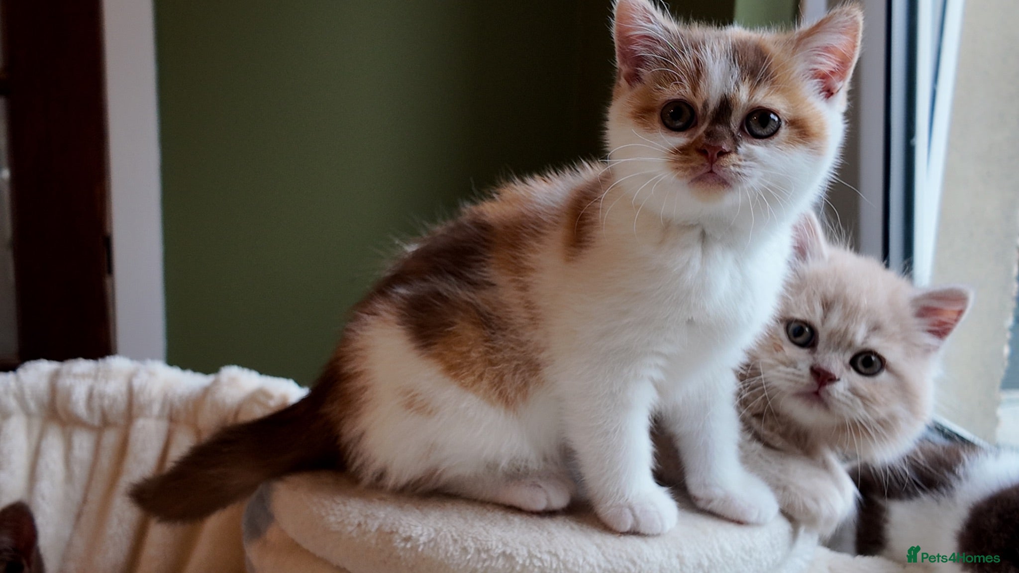British Shorthair cats Our last bsh girl standing 💖 - Advert 12