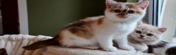 British Shorthair cats for sale: One BSH & One BLH Kittens  - Advert 2