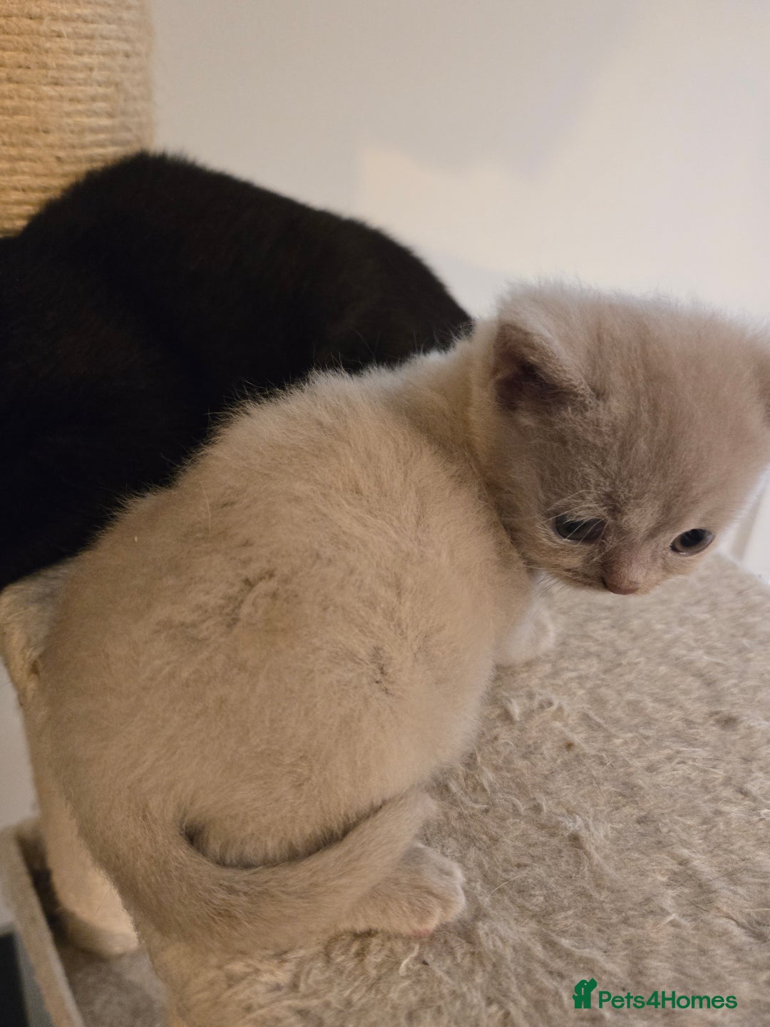 British Shorthair cats for sale: RARE Fawn British Shorthair Kitten £1000 - Advert 14