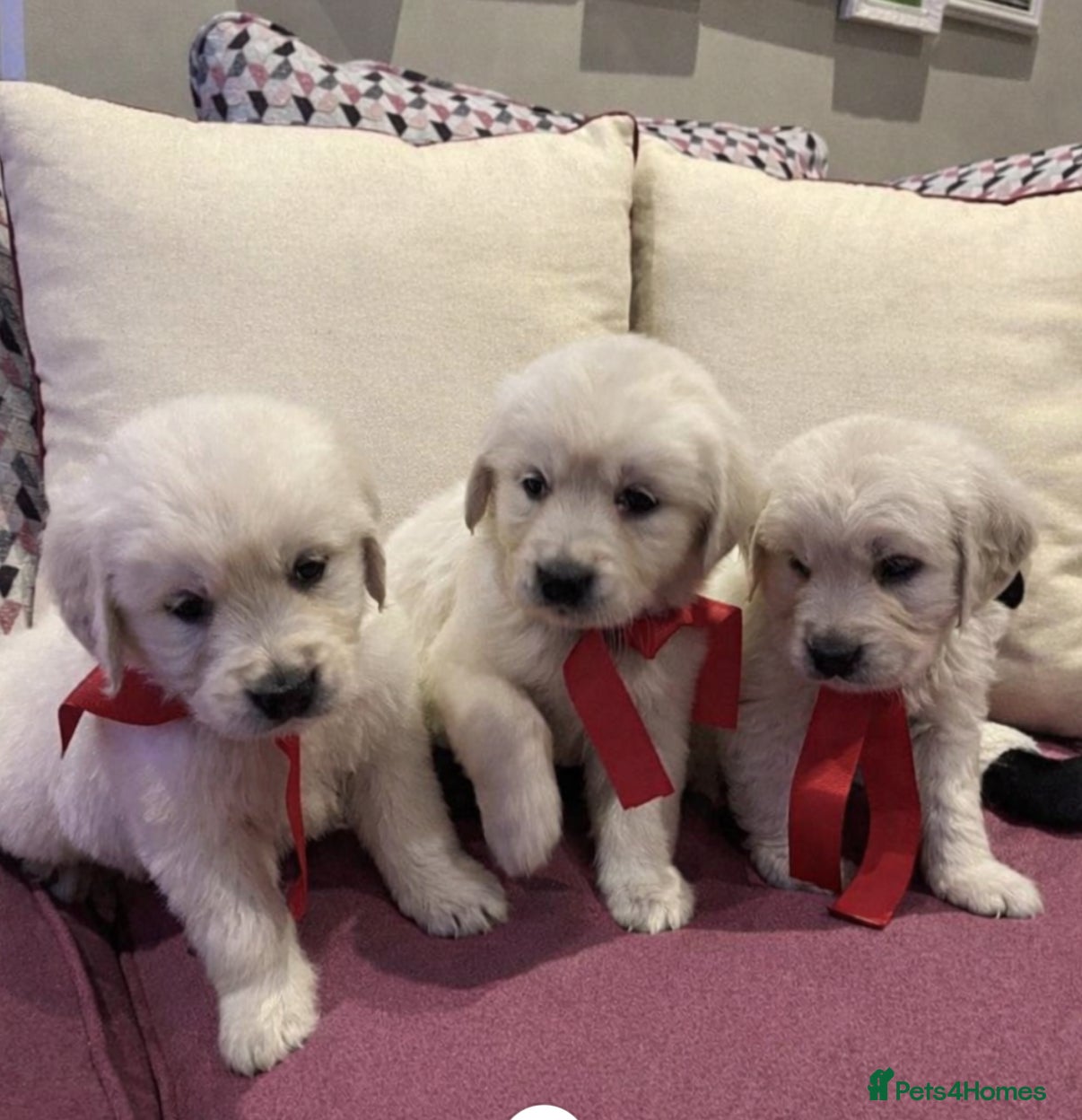 Golden Retriever dogs KC Reg Health Tested Golden Retriever Puppies - Advert 1