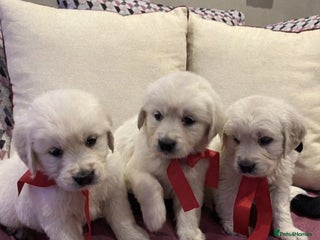 Golden Retriever dogs KC Reg Health Tested Golden Retriever Puppies - Advert 1