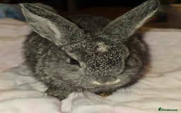 Lionhead rabbits for sale: 8 beautiful babies  - Image 10