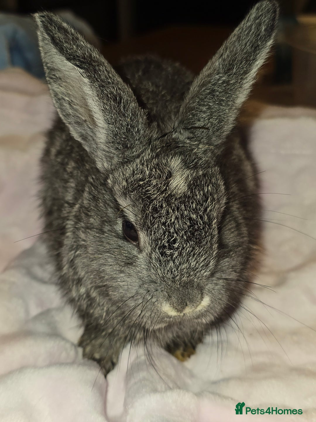 Lionhead rabbits for sale: 8 beautiful babies  - Image 10