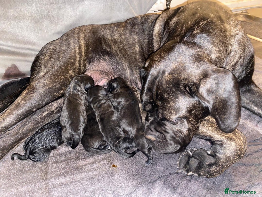 Cane Corso dogs for sale: Cane corso puppies  - Image 3