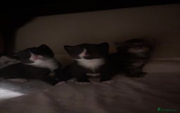 Domestic Shorthair cats for sale: beautiful kittens looking for their forever home - Image 1