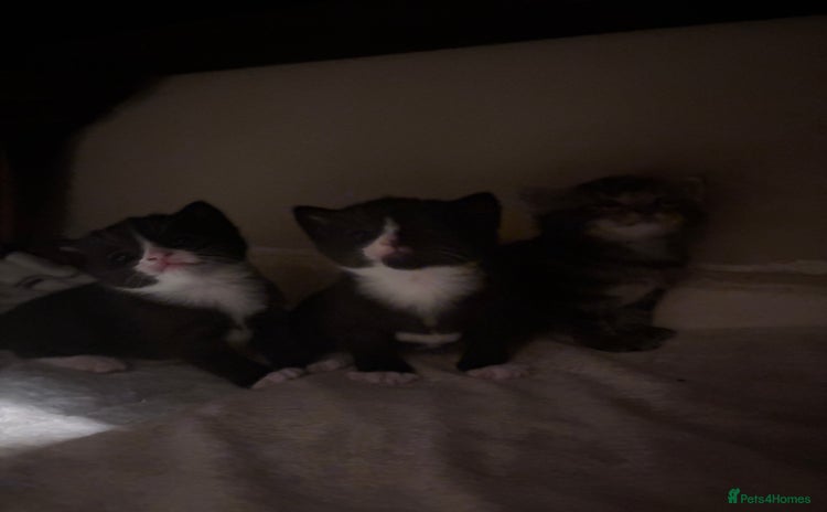 Domestic Shorthair cats - Advert 4