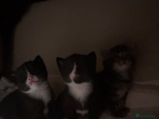 Domestic Shorthair cats - Advert 17