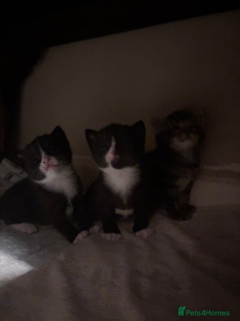 Domestic Shorthair cats - Advert 1