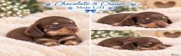 Miniature Dachshund dogs for sale: Exquisite mini L/H chocolate/cream 5* licensed  - Advert 3