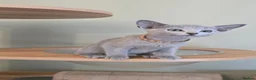 Russian Blue cats for sale: Russian Blue kittens Full Pedigree  - Advert 7