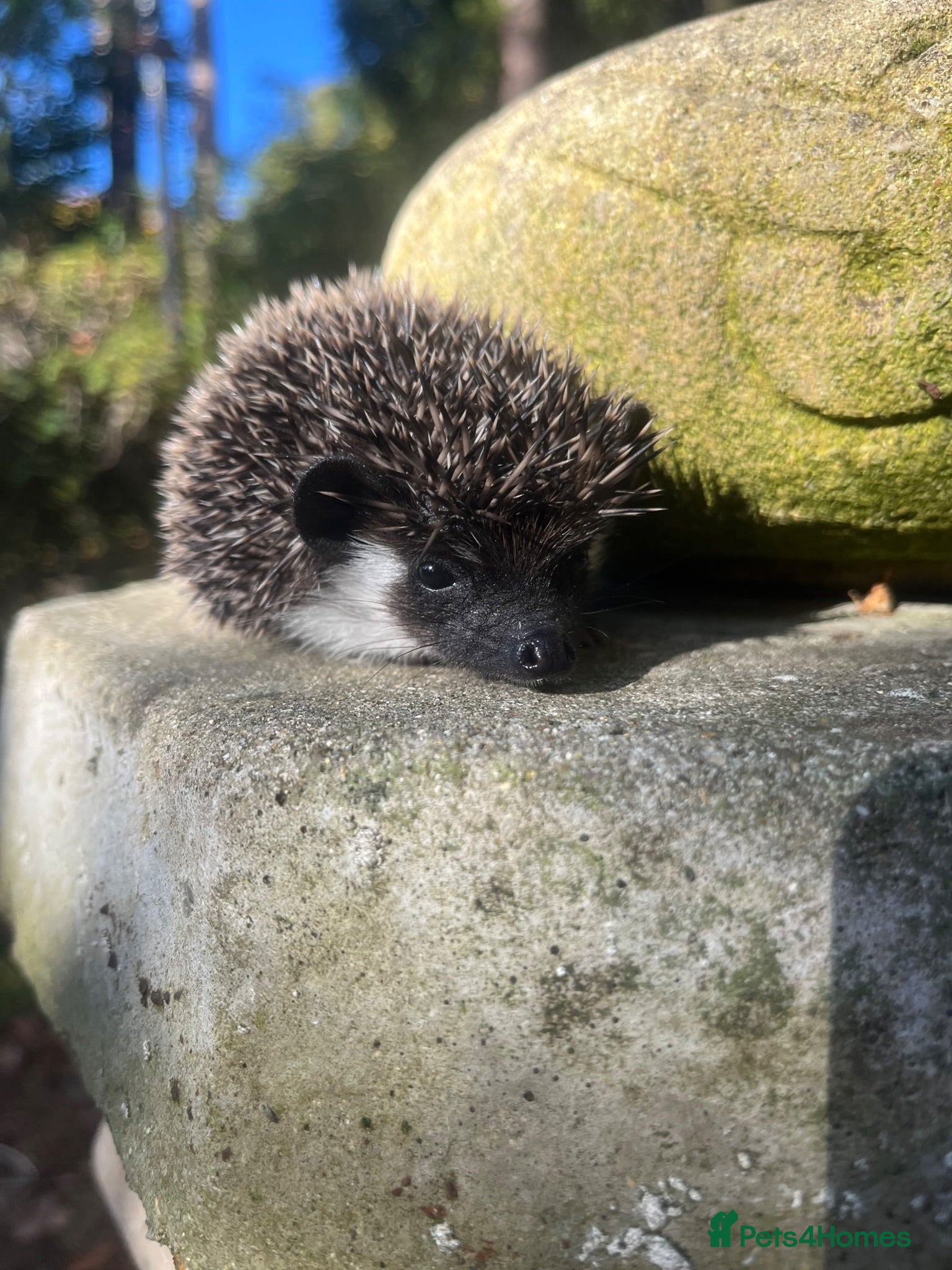 Pygmy Hedgehog rodents 6 month old full masked girl seeks 5* home  - Advert 14