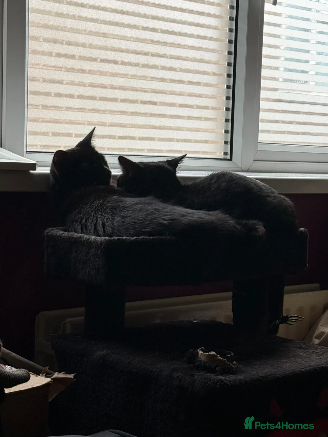 British Shorthair cats for sale: Rehoming Mochi & Sandwich  - Advert 2
