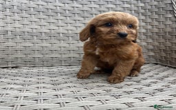 Cockapoo dogs for sale: Cockapoo puppies  - Image 1