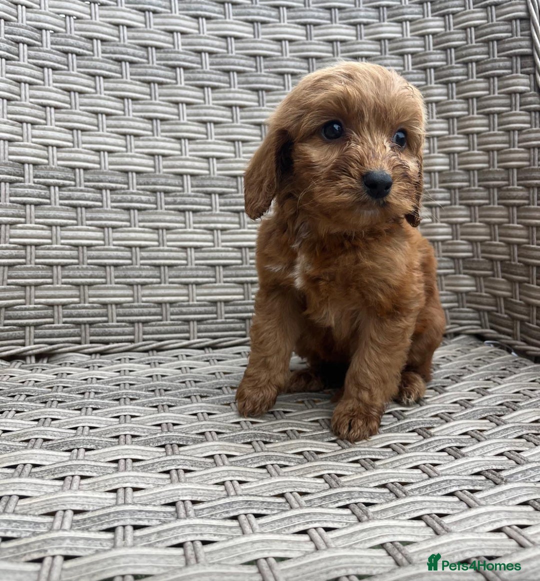 Cockapoo dogs for sale: Cockapoo puppies  - Image 1