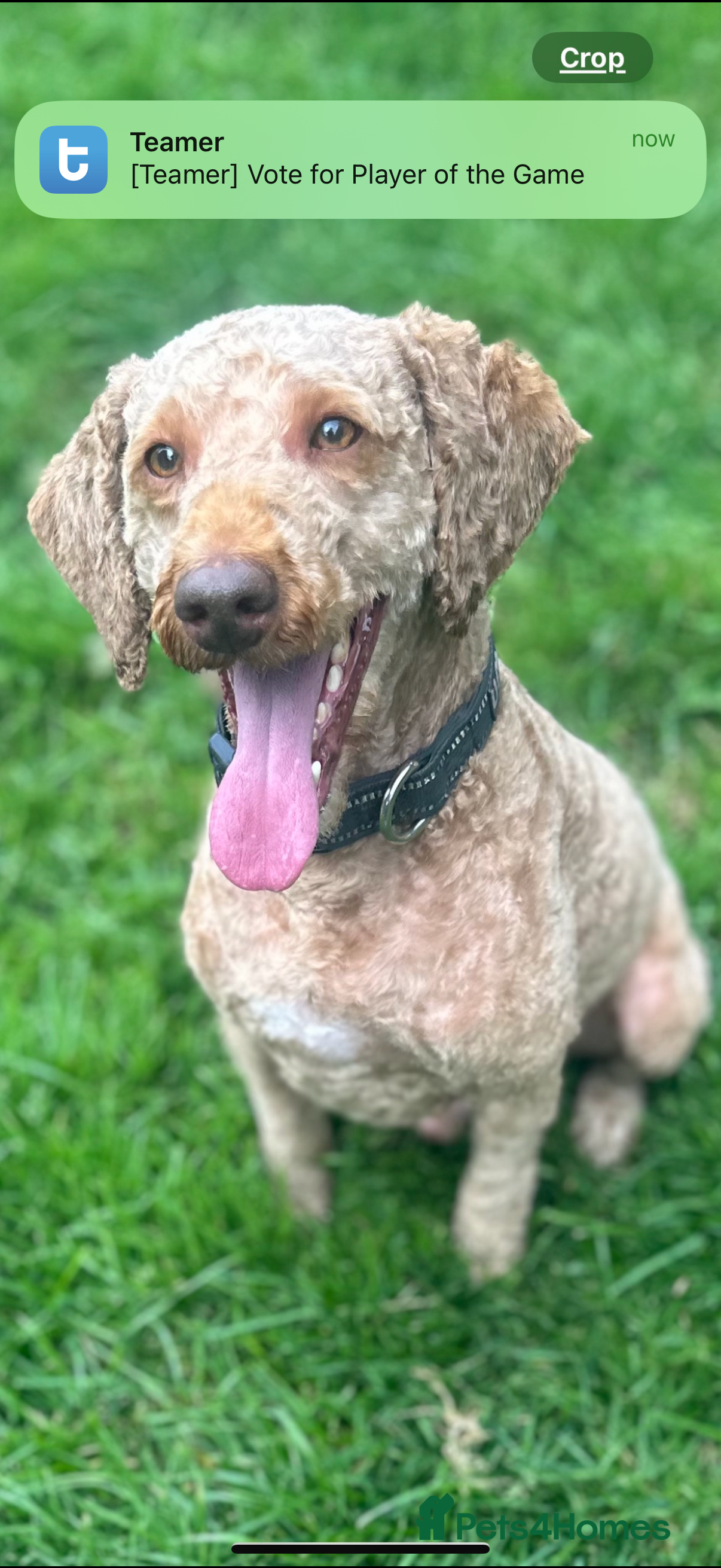 Miniature Poodle dogs Miniture poodle stud  in Marlborough - Advert 5