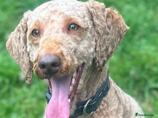 Miniature Poodle dogs in Marlborough - Advert 8