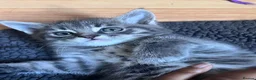 Mixed Breed cats for sale: 5 kittens for rehoming in London - Advert 26
