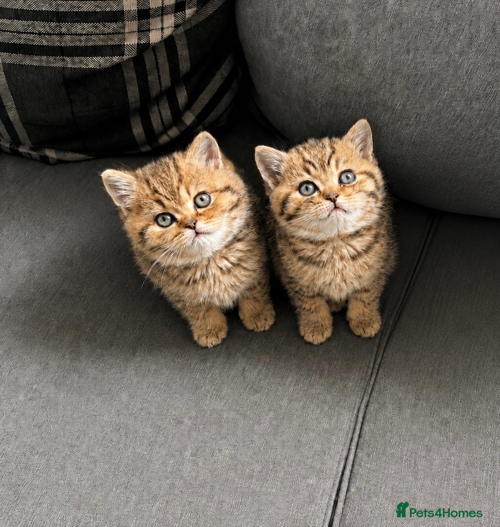 British Shorthair cats British longhair and shorthair kittens  - Advert 1