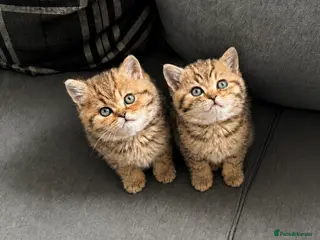 British Shorthair cats British longhair and shorthair kittens - Advert 1