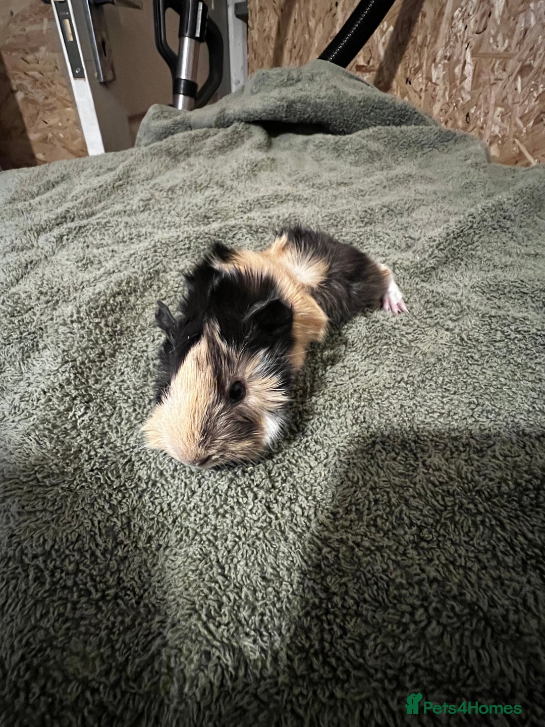 Guinea Pig rodents for sale: Baby guinea pigs  - Advert 7