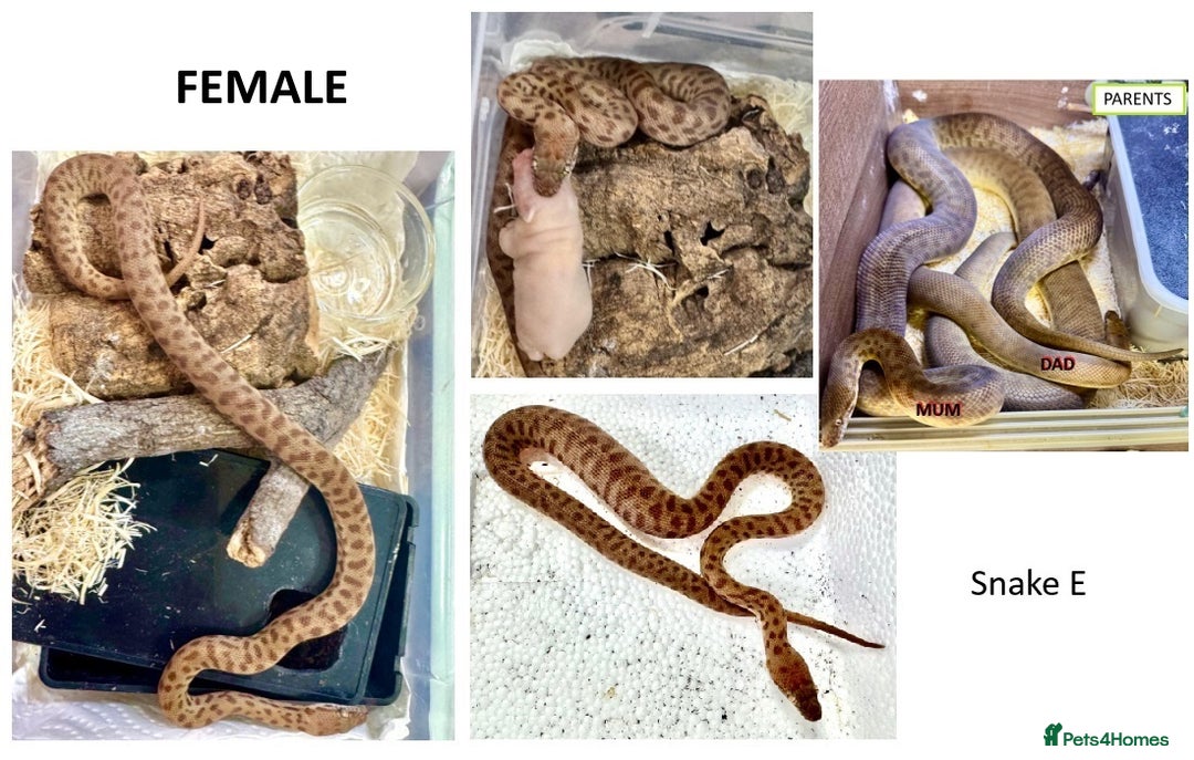 Python Snake reptiles for sale: Children’s Pythons (Antaresia childreni) - Advert 5