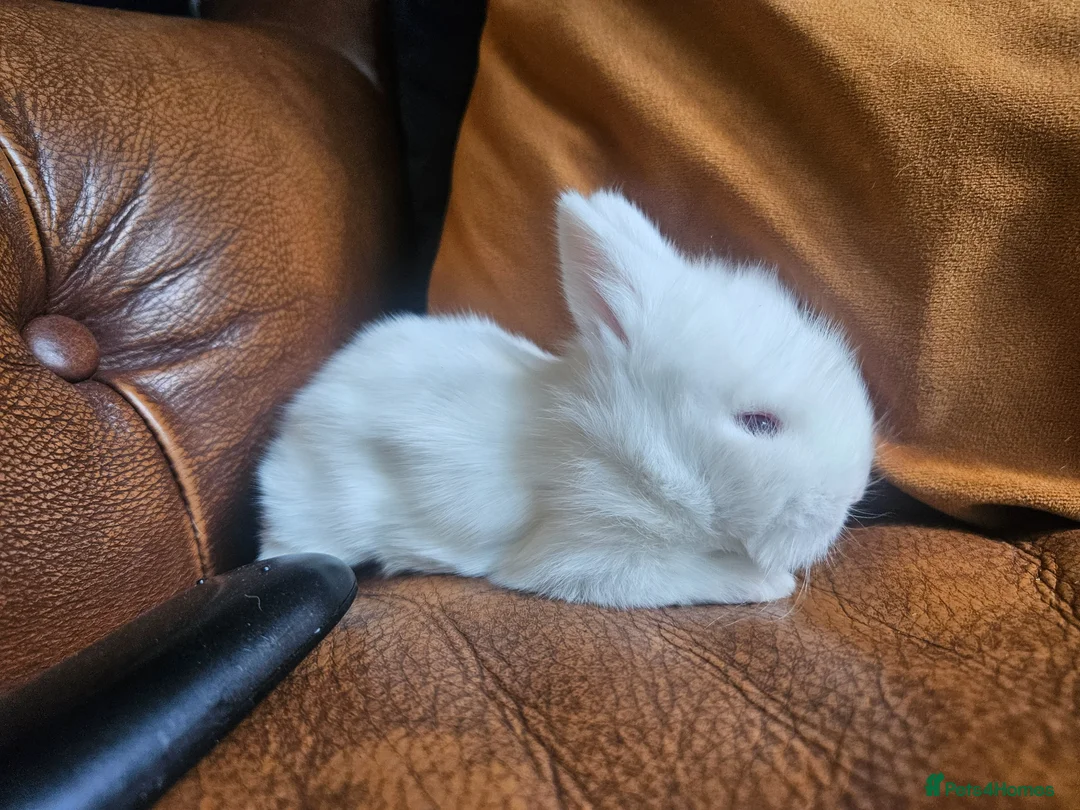 Cashmere Lop rabbits for sale: Two rabbits must go together 60 for both - Advert 5