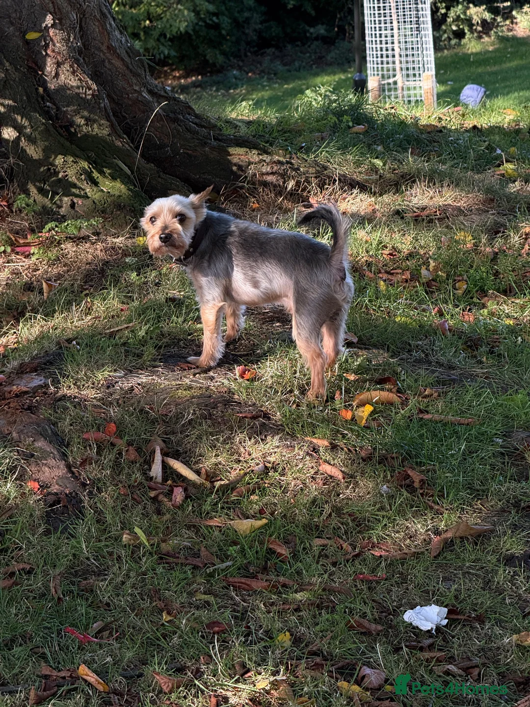 Yorkshire Terrier dogs for sale: ❤️ Loving Forever Home Wanted for Dasty 🐾 in Newcastle upon Tyne - Advert 3