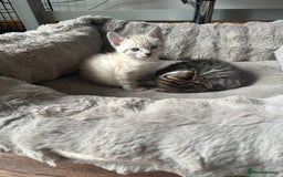 Bengal cats for sale: Stunning bengal/ragdoll kittens  - Image 8
