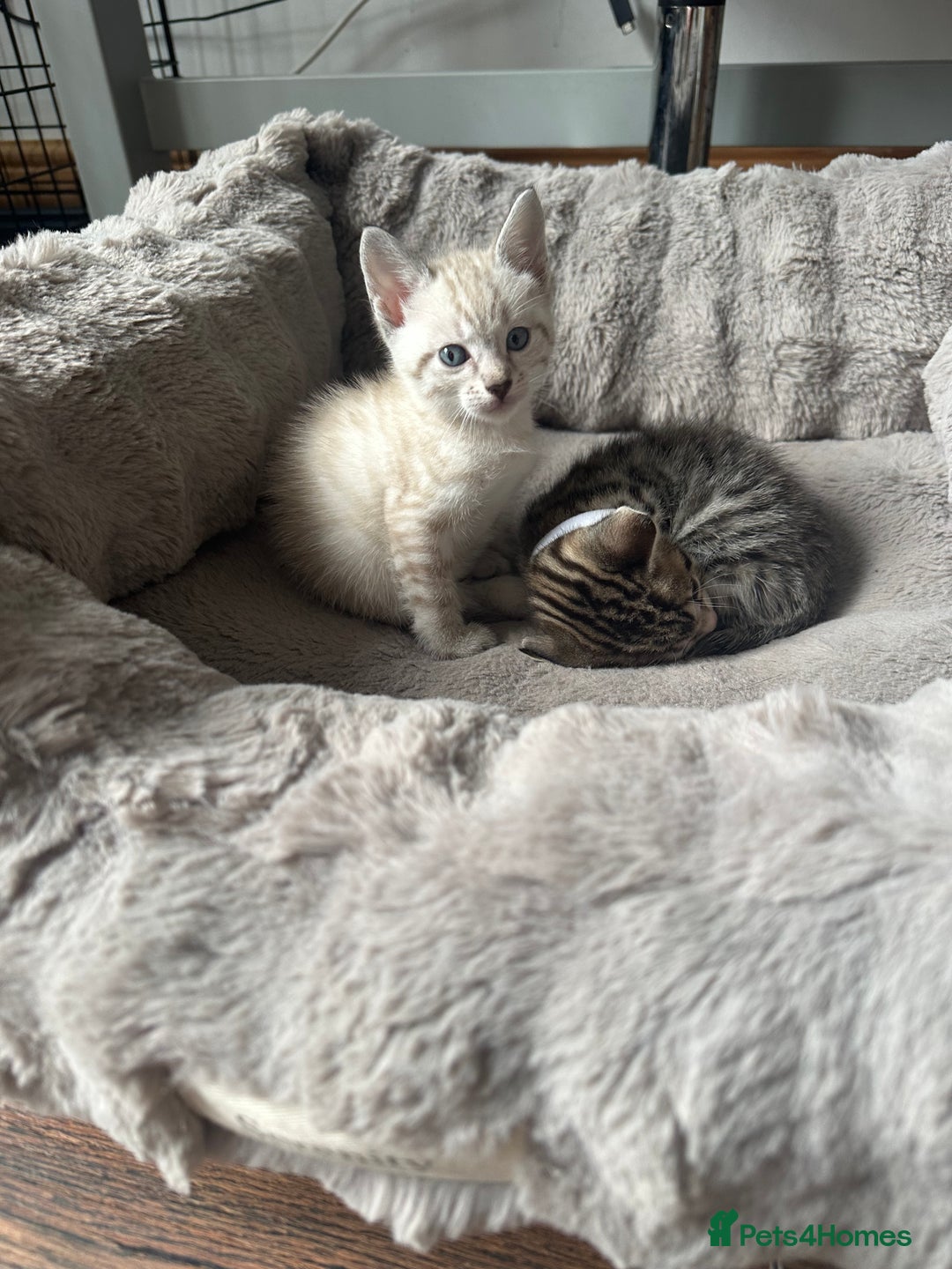 Bengal cats for sale: Stunning bengal/ragdoll kittens  - Image 8