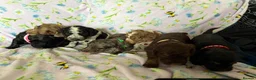 Cockapoo dogs for sale: Beautiful Litter of Merle Cockapoo Puppies - Advert 4