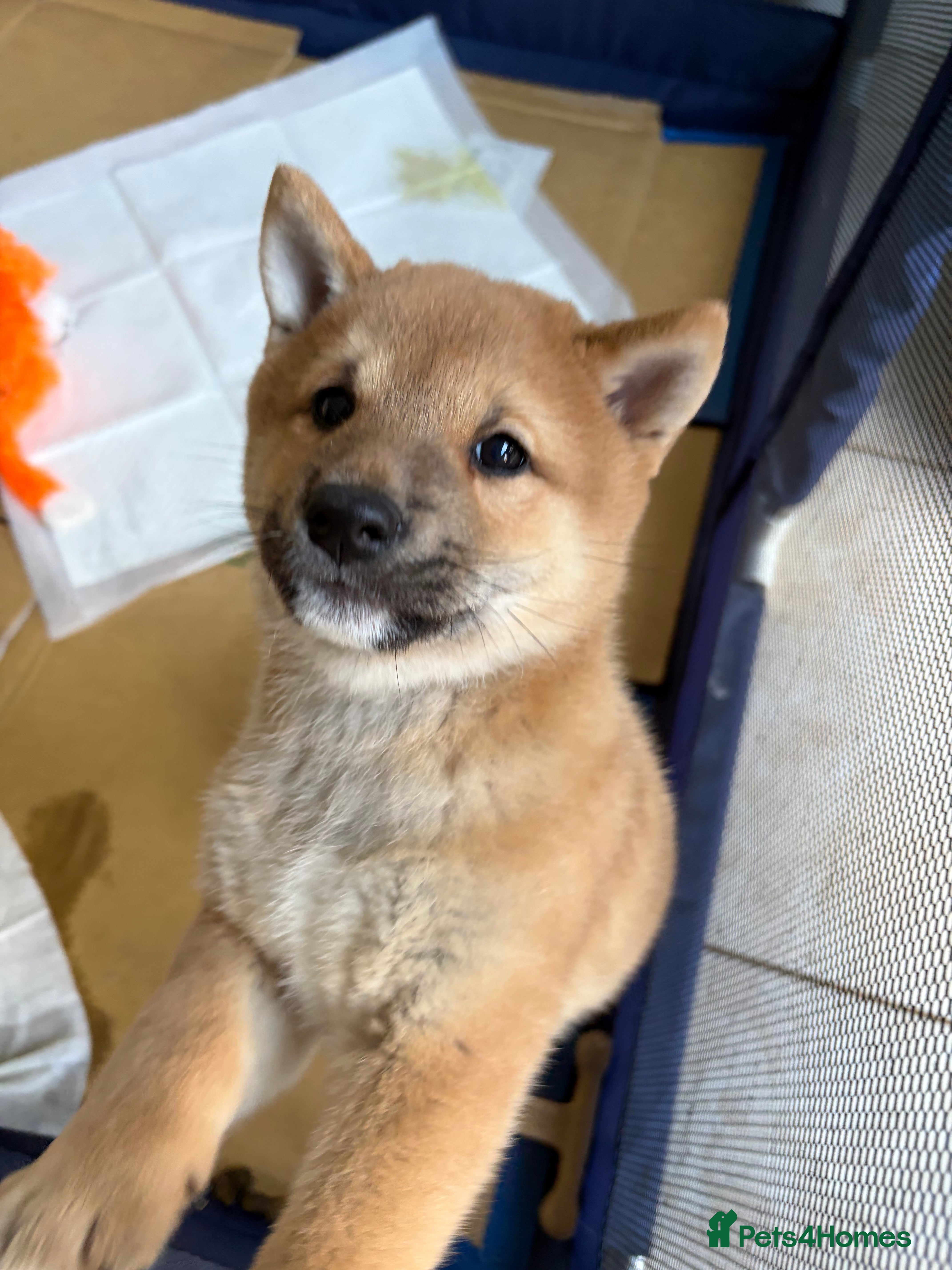 Japanese Shiba Inu dogs Beautiful Japanese Shiba Inu Boy – First Litter  - Advert 1